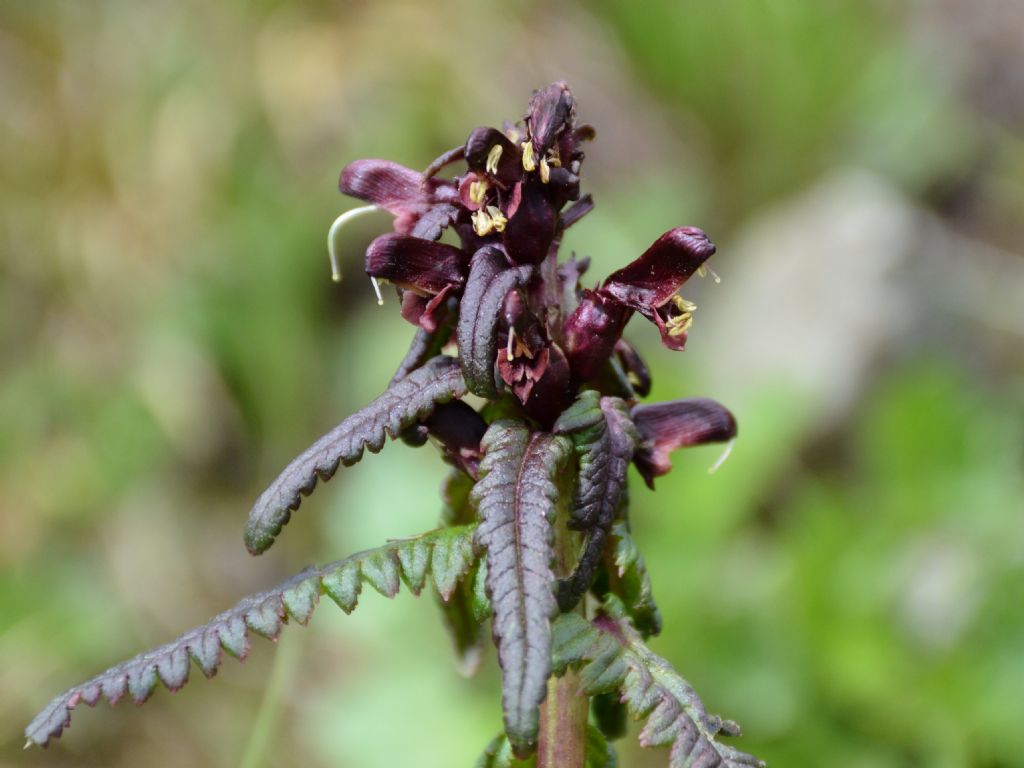Pedicularis recutita